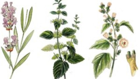 The Backyard Medicine Cabinet: Growing Your Own Medicinal Herb Garden