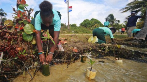 From local planting to national plan, Belize bets on mangrove recovery