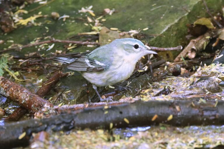 Study identifies US regions that benefit birds, people & climate the most