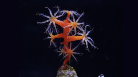 US pioneers restoration of deep water corals damaged by country’s worst oil spill