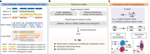 Improving gene isoform quantification with miniQuant