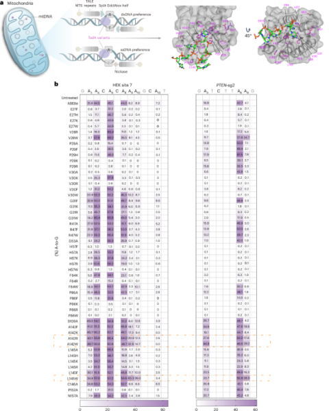 Efficient mitochondrial A-to-G base editors for the generation of mitochondrial disease models