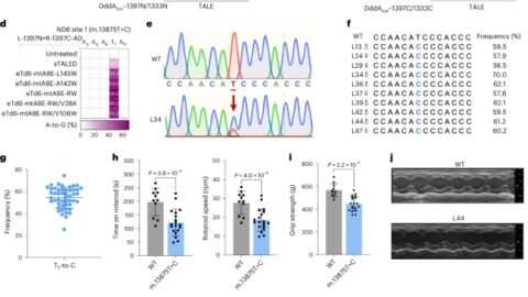 A mitochondrial disease model is generated and corrected using engineered base editors in rat zygotes