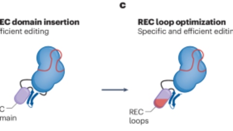 Resurrecting a miniature Cas9 ancestor for genome and epigenome editing