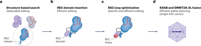 Resurrecting a miniature Cas9 ancestor for genome and epigenome editing