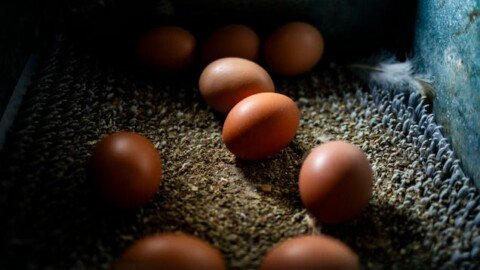 Almost 2 million eggs are recalled as a salmonella outbreak leave dozens sick