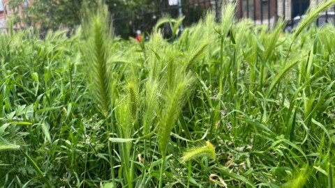 Dog owners at hipster NYC park warned about prickly weeds that could hurt pups