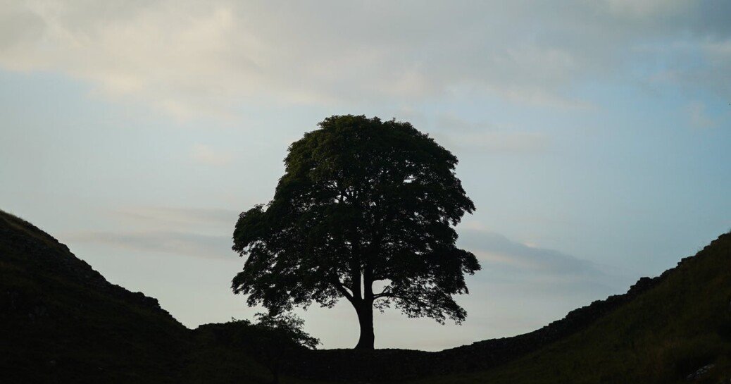 Vandals Who Cut Down Iconic Sycamore Gap Tree Sentenced In England