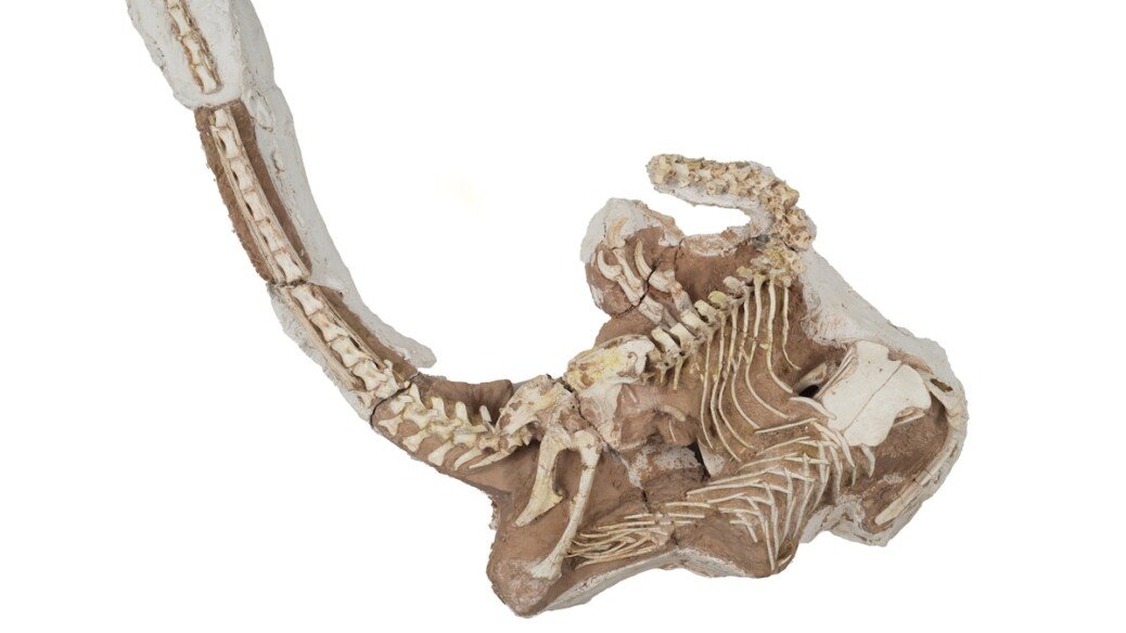 Velociraptor’s new cousin is a raptor unlike any seen before