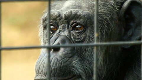 Conservationists call for urgent phaseout of keeping great apes in zoos