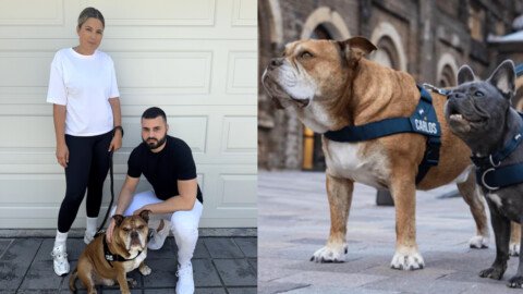 How two Sydney siblings turned their stubborn bulldog into a $20 mil business