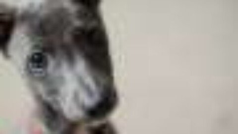 Q&A: What do you do if your dog ingests cocaine?