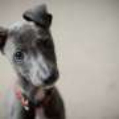 Q&A: What do you do if your dog ingests cocaine?