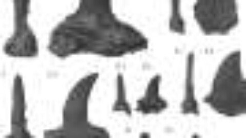 Triassic freshwater deposits at Petrified Forest preserve diverse tanystropheids