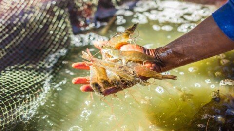 Avanti Feeds, Apex Frozen Foods and seafood exporters shares in focus on multiple triggers