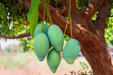 Daily Mango Can Improve Blood Glucose Indices, Body Composition in Individuals with Prediabetes