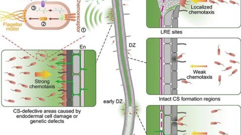 Localized glutamine leakage drives the spatial structure of root microbial colonization | Science