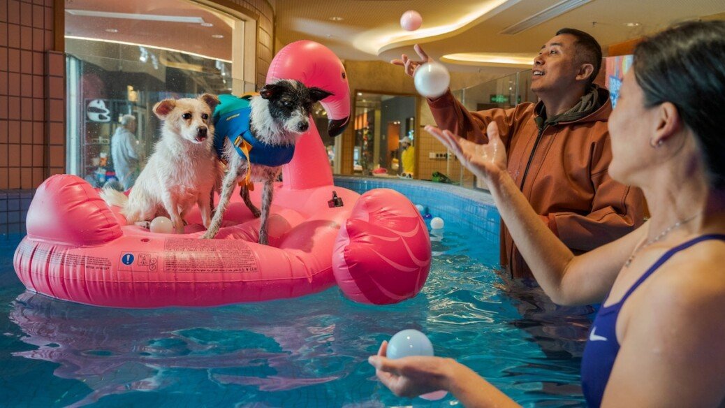 Want your dog to live a longer life? Here are 6 science-backed tips