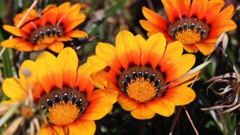 Flower likened to ‘cancer’ for environment still sold at nurseries