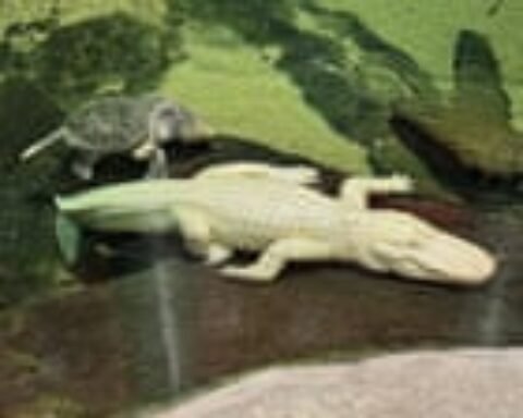 ‘Iconic swamp king’: San Francisco’s beloved albino alligator dies aged 30